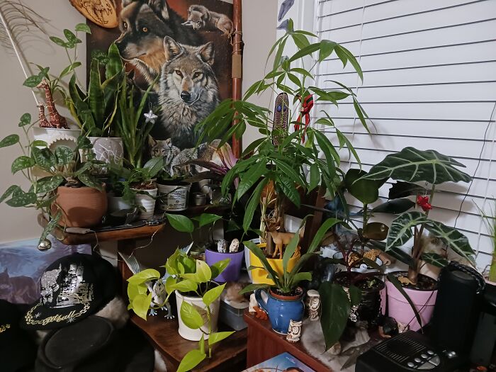 This Isn't Even Half Of The Amount Of Plants That I've Got Slowly Taking Over Everything