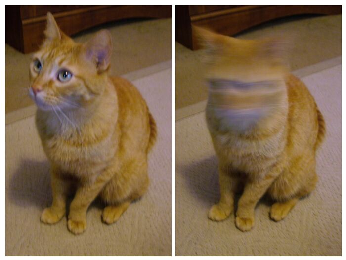 Our Cat Scratch, Censored!