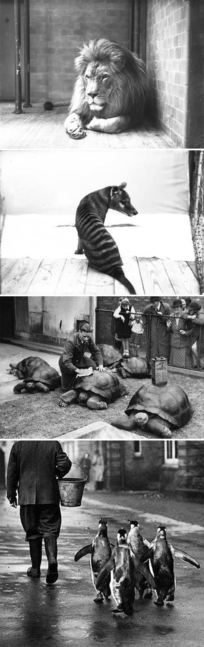 Vintage Photography - The Zoo