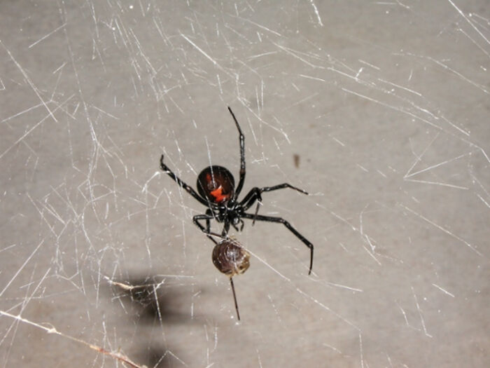 Female Black Widow In Web From My Yard