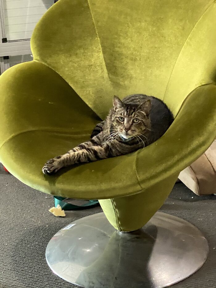 This Is Hobbes… He And His Sister Turned Up On Our Doorstep And Claimed Us As His Own When He Was A Kitten. Much As He Claimed My New Thrift Store Chair About 2 Minutes After It Entered The House!