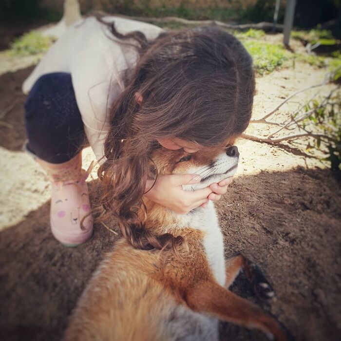 A Family-Run Farm Adopted A Rescue Fox That Has Formed An Inseparable Bond With An 11-Year-Old Girl