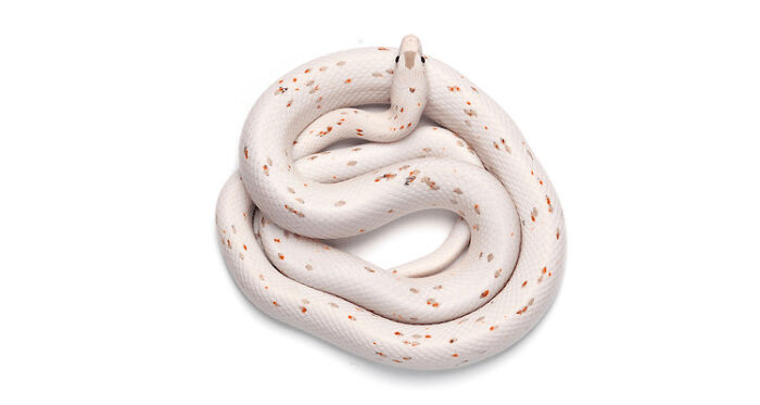 10 Of The Cutest Snake Breeds In The World