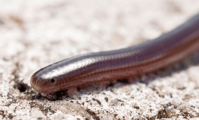 10 Of The Cutest Snake Breeds In The World