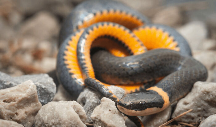 10 Of The Cutest Snake Breeds In The World