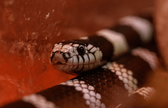 10 Of The Cutest Snake Breeds In The World