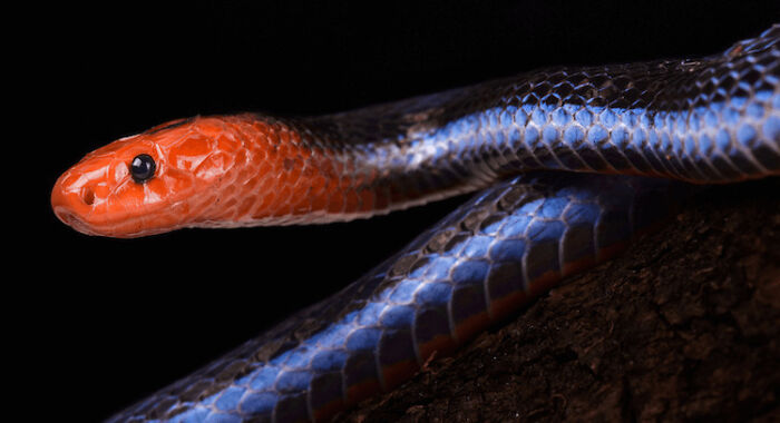 10 Of The Cutest Snake Breeds In The World
