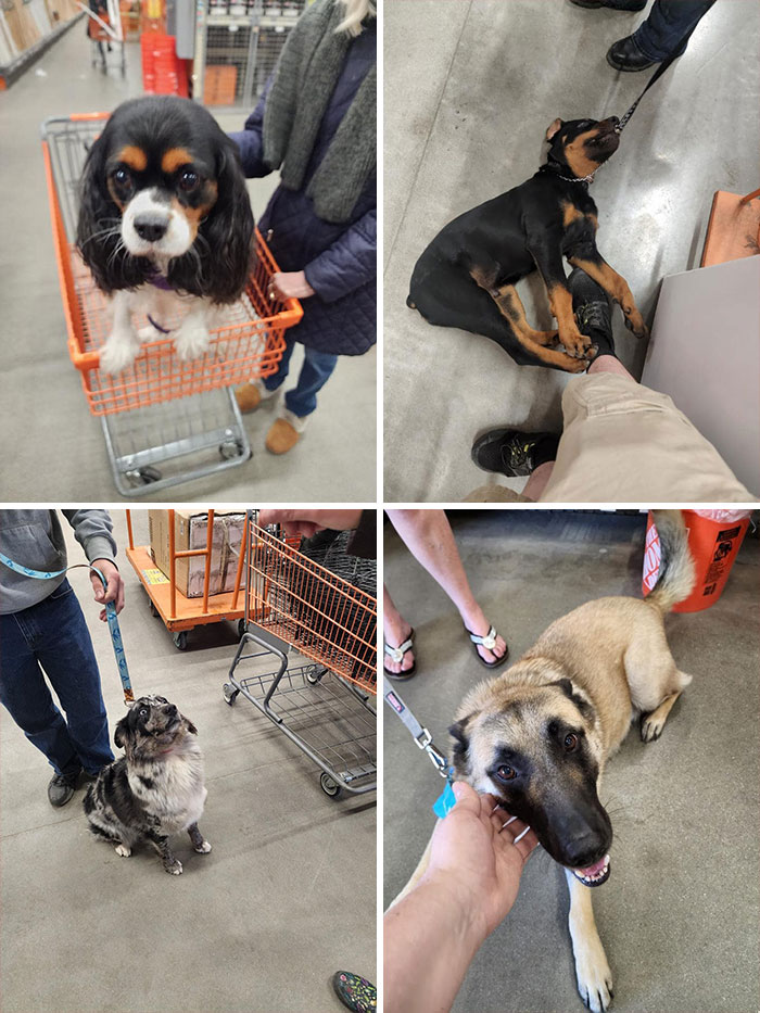 Dogs Of Home Depot