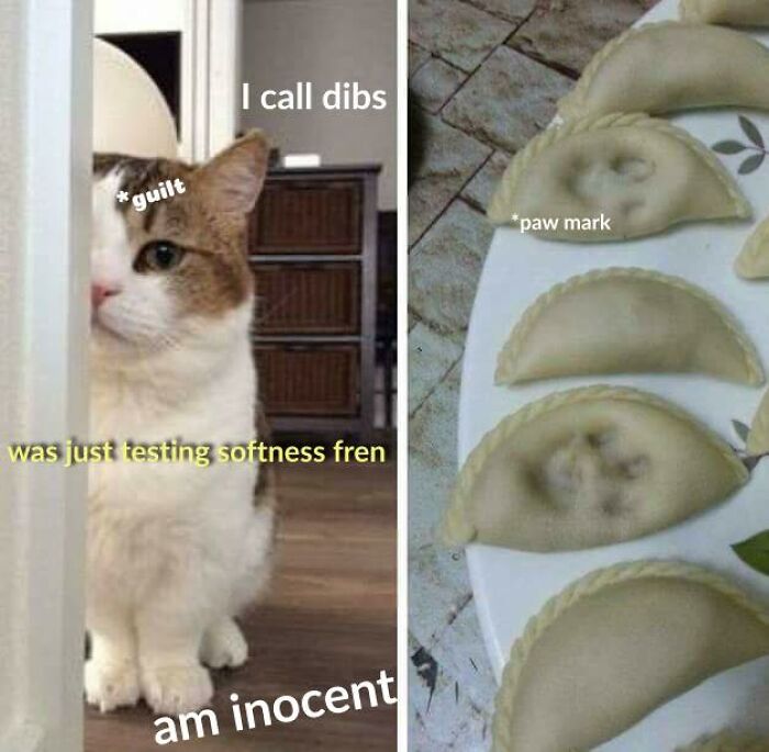 Funny-Cat-Jokes-Memes-Meow-Incorporated