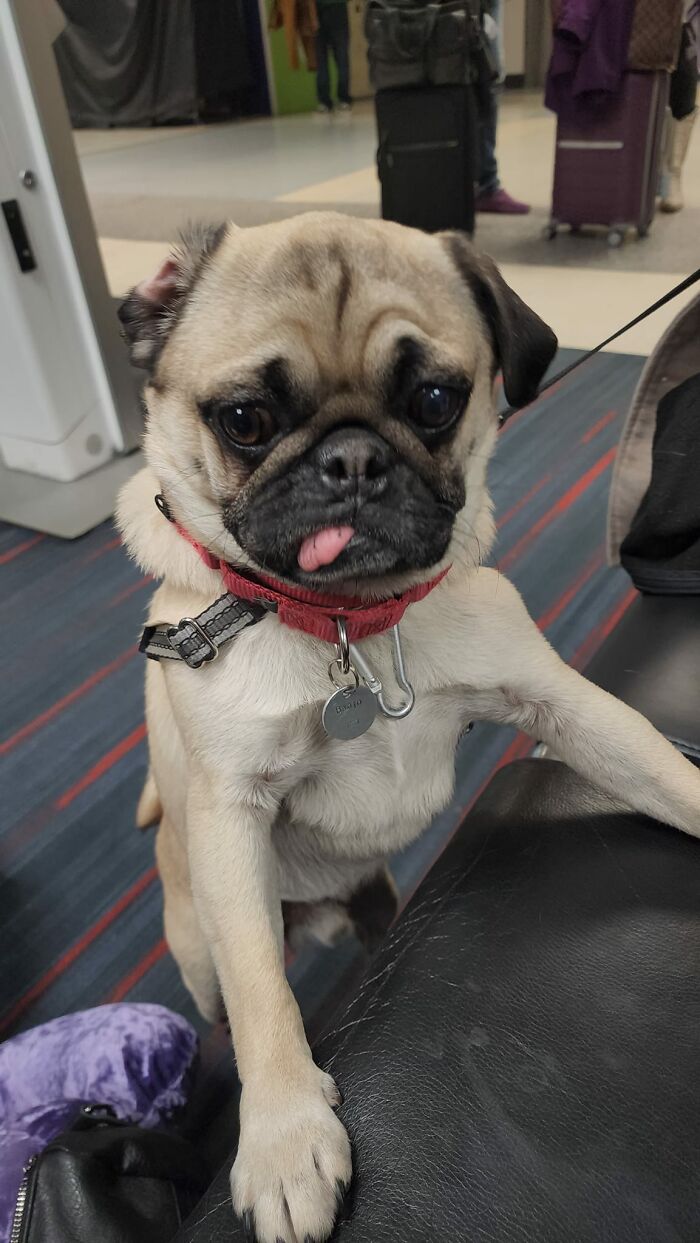 Meeting Banjo During My Layover In Dallas Was Both An Honor And A Privilege. 10/10 That Blep Tho