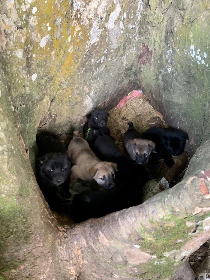Puppies In A Tree! I Repeat Puppies In A Tree!!
