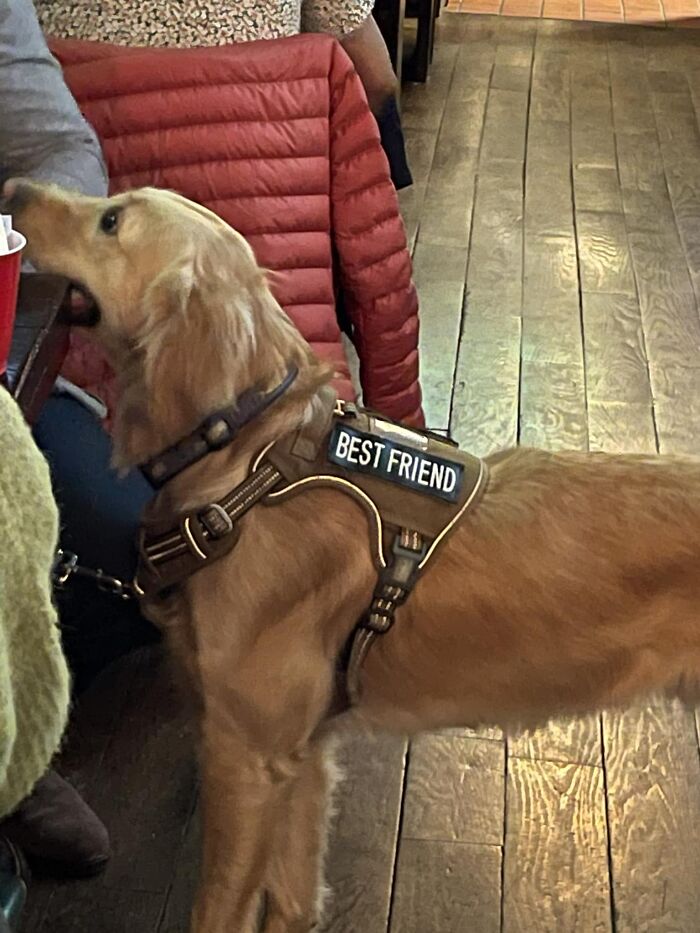 Spotted This Golden At Mellers In The Upper East Side Of Manhattan Yesterday With The Greatest Harness I’ve Ever Seen