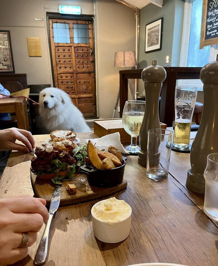 I Know This Page Is For Dogs… But There Is A Polar Bear In The Pub, And He Is Eyeing Up My Uncles Burger