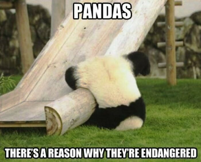 Poor Pandas