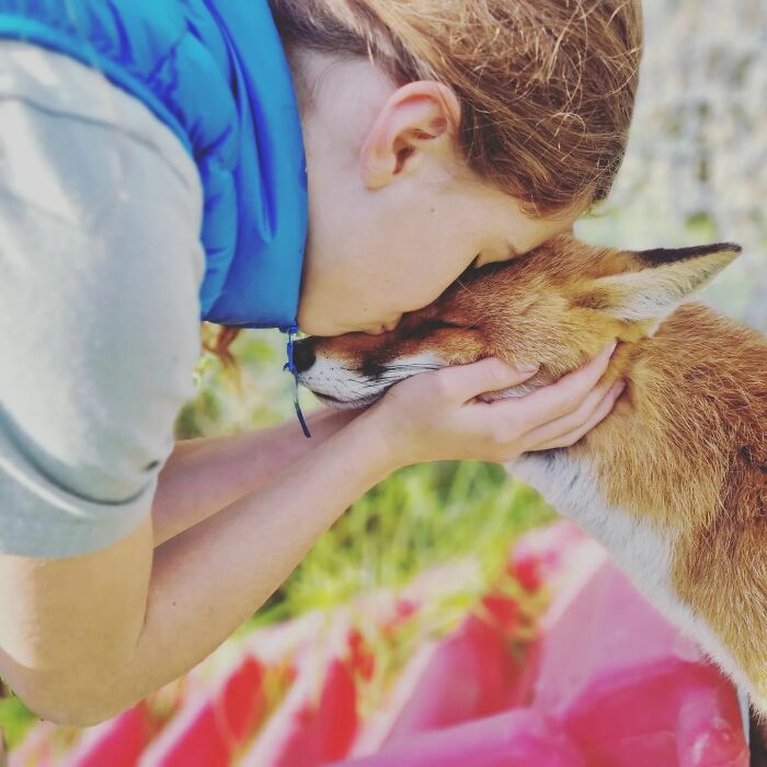 A Family-Run Farm Adopted A Rescue Fox That Has Formed An Inseparable Bond With An 11-Year-Old Girl