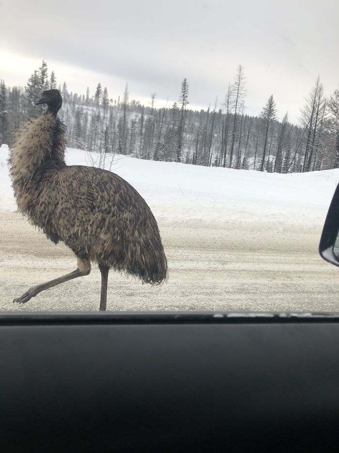 Emu, Northern British Columbia, Canada. Middle Of The Road In The Middle Of Winter, In The Middle Of Nowhere