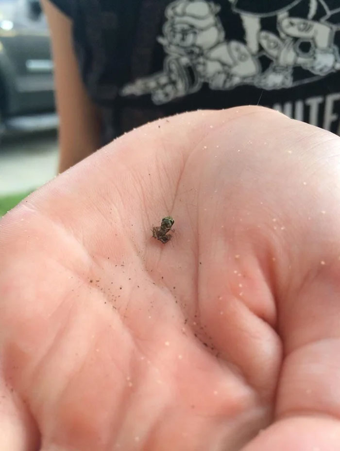 What Is This? A Frog For Ants?