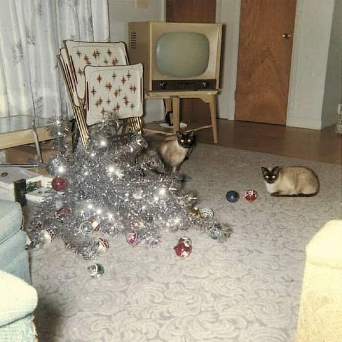 Aquí tenemos a dos gatos en 1966 cumpliendo con la tradición navideña de sus antepasados de derribar el árbol cada año