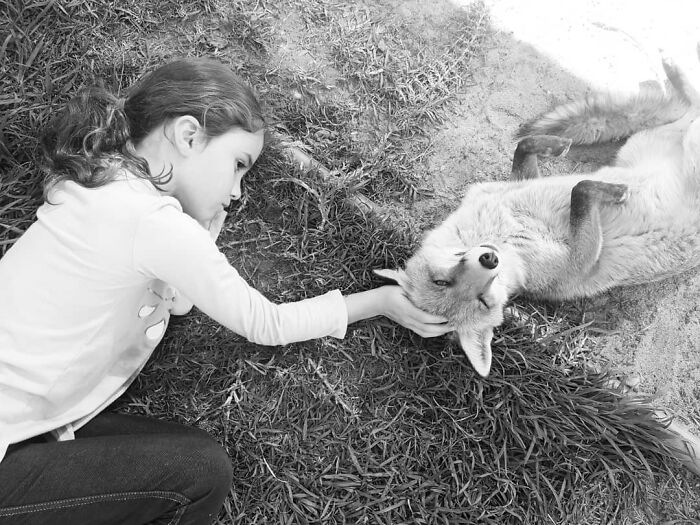 A Family-Run Farm Adopted A Rescue Fox That Has Formed An Inseparable Bond With An 11-Year-Old Girl