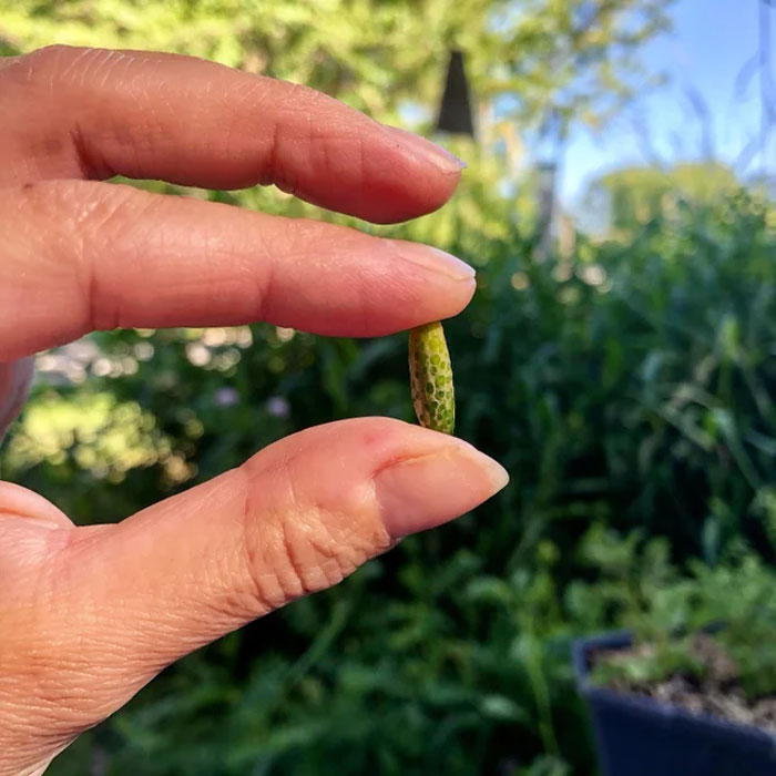 I Keep Seeing Tomatoes On Here. I Present To You, Cucumber For Ants!