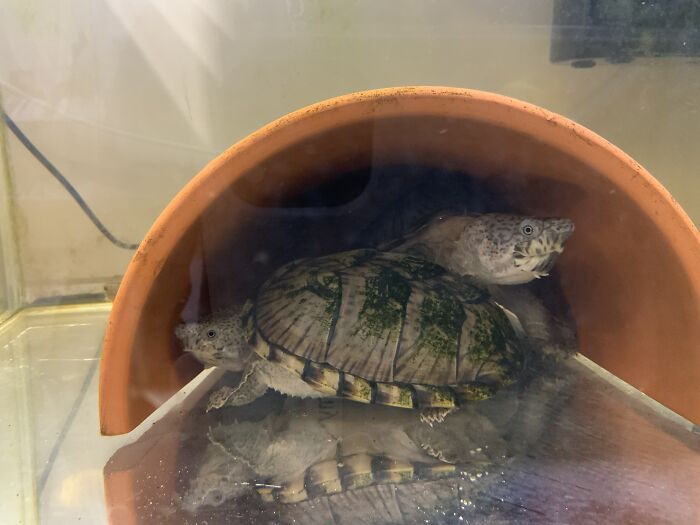 They Probably Aren’t Unusual, But Here’s My Razor-Backed Musk Turtles :)