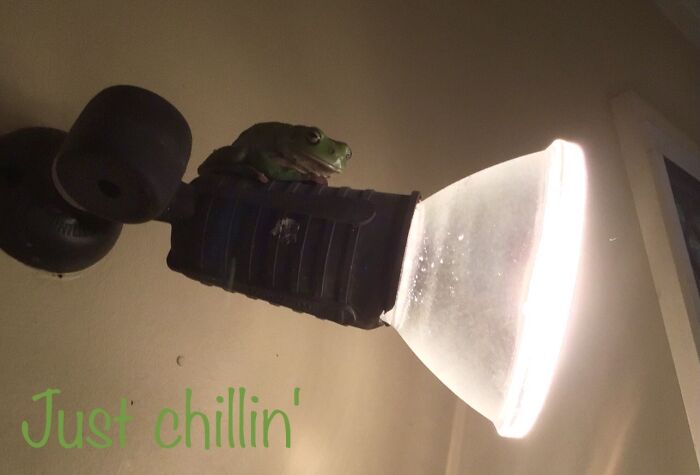 Beautiful Green Tree Frog On Our Backyard Floodlight
