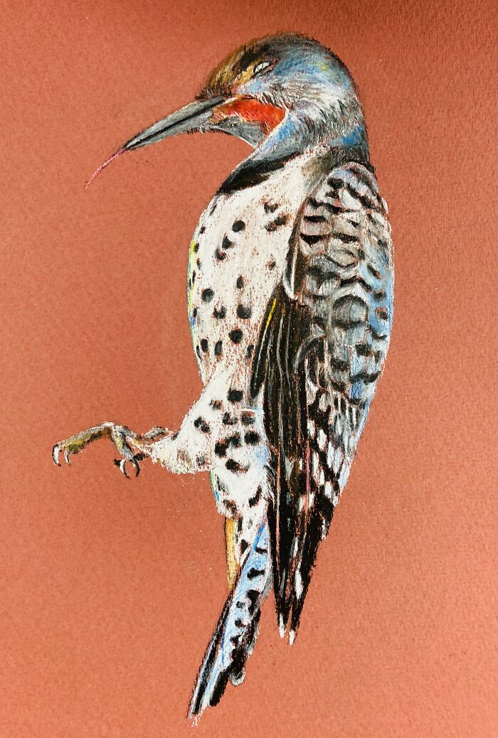 A Red-Shafted Flicker Killed By My Friend'S Cat