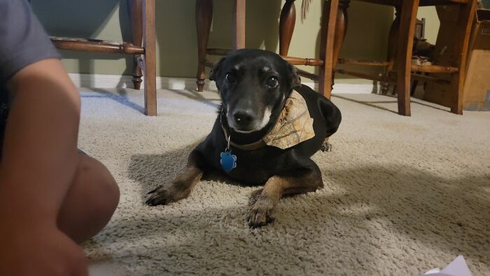 This Is My Puppers Droski. I Found Him In A Walmart Parking Lot 14 Years Ago, So Small I Could Cup Him In My Hands. Had A Vet Nurture Him Until I Could Take Him Home. Best Friend And Family I Could Ever Ask For
