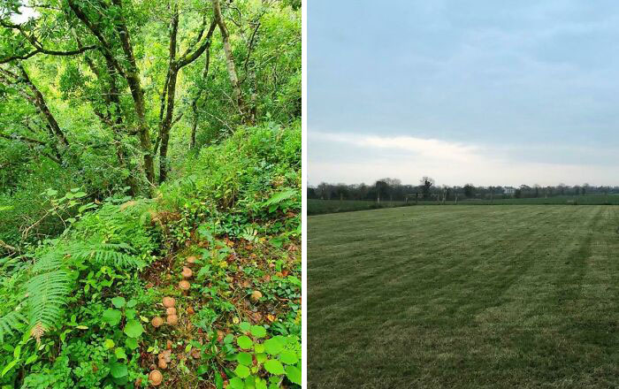 The Left Is An "Atlantic Rainforest", Teeming With Life. Ireland's Natural State If Left To Nature. The Right Is Currently What Rural Ireland Looks Like. A Monocultural Wasteland