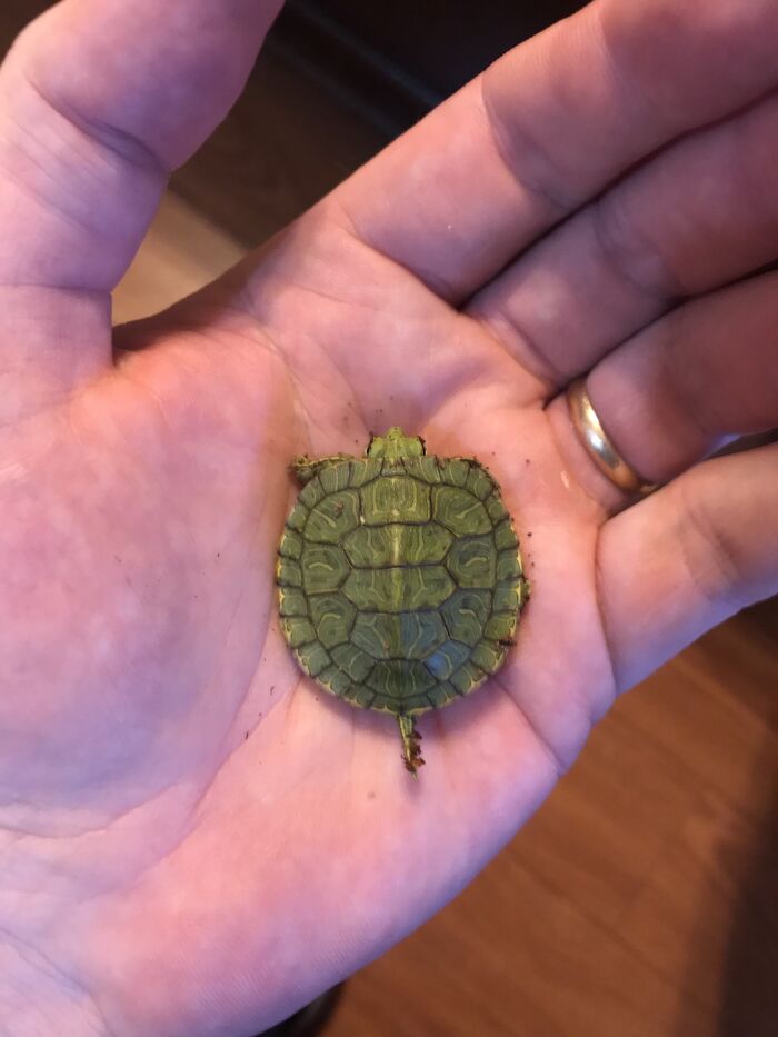 Found This Little Guy In My Pool Skimmer Today (Does Anyone Know What Kind Of Turtle It Is?)