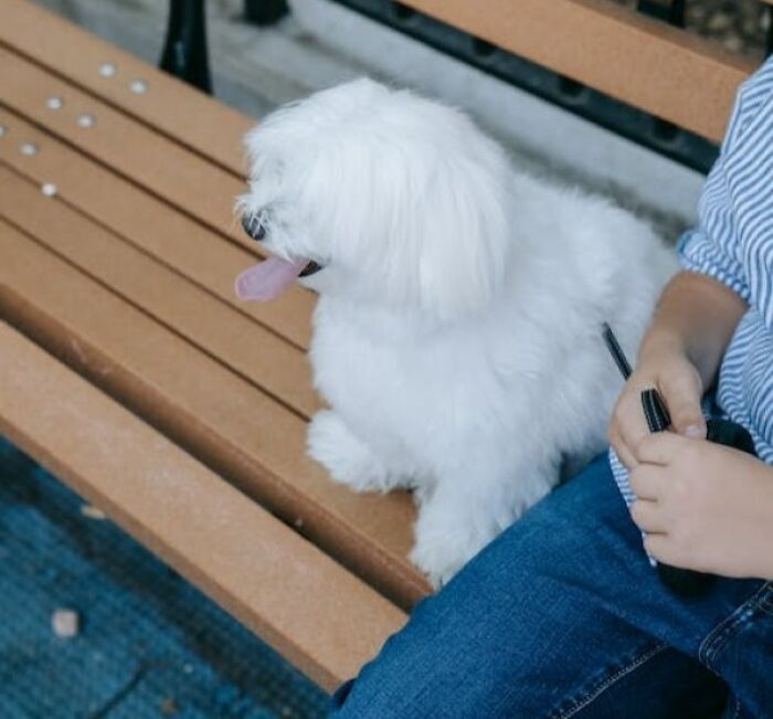 Coton De Tulear sitting on the bench 