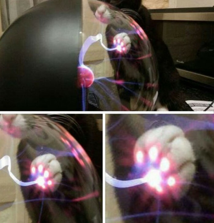 Esto es lo que pasa cuando un gato toca una esfera de plasma
