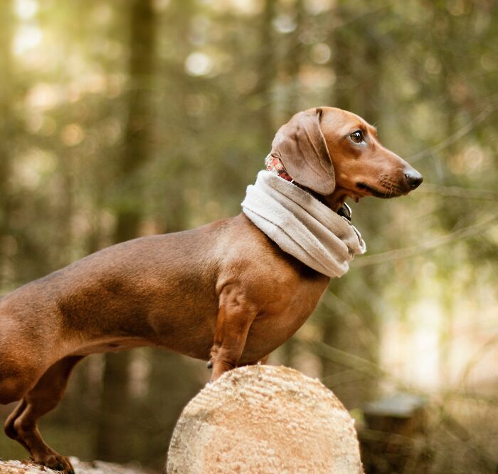 Dachshunds wearing a scarf 
