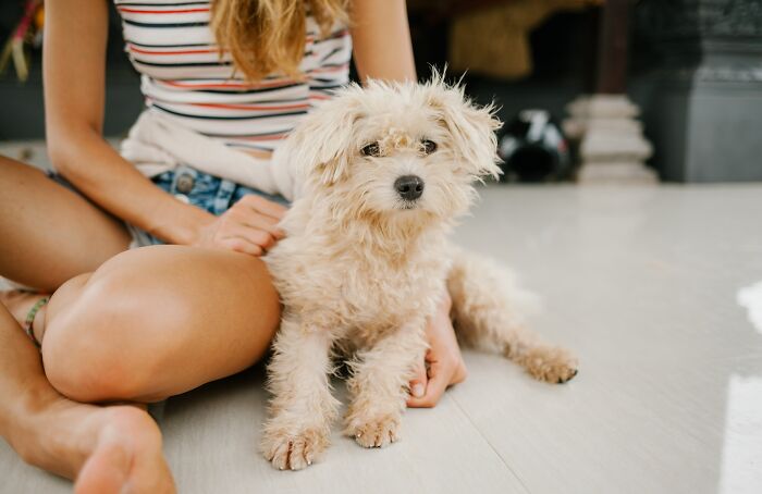 Girl petting Miniature Poodle