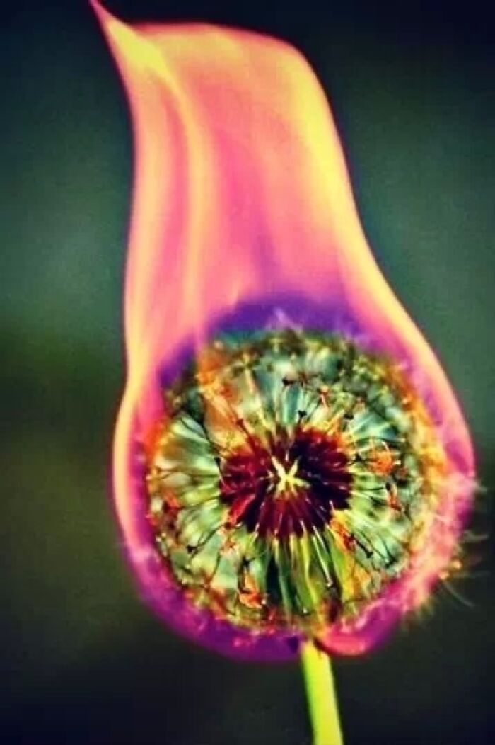 What It Looks Like When You Light A Dandelion On Fire