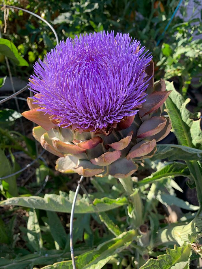 This Is What Happens To An Artichoke If You Don’t Harvest It