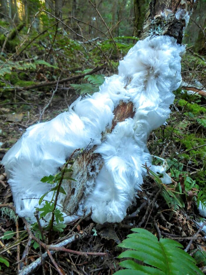 Esto es lo que puede pasar cuando un tronco empapado sufre una helada fuerte: ¡Piel de hielo! Es una gruesa capa de finos y delicados cristales de hielo