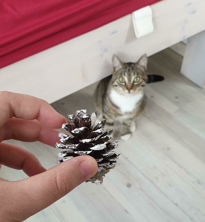 She Just Brought Me A Decorative Pine Cone! I Never Bought Any Decorative Pine Cones