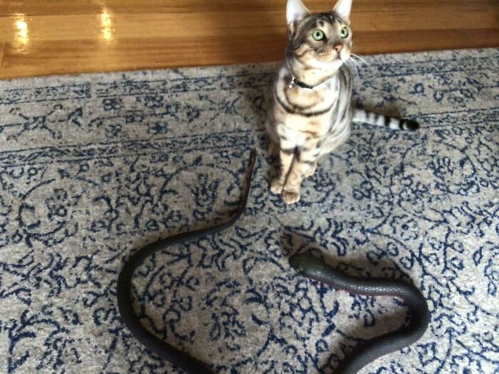 My Cat Has Been An Indoor Cat For Months. Today He Brought Me Back A Toy Snake