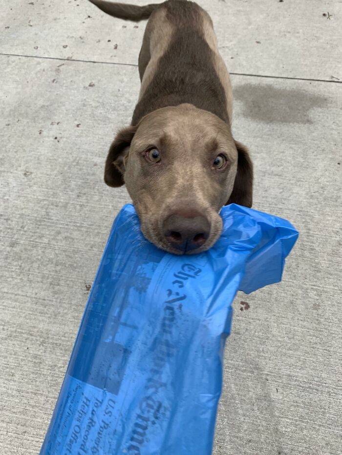 My Neighbor’s Puppy Brought Me Her Newspaper