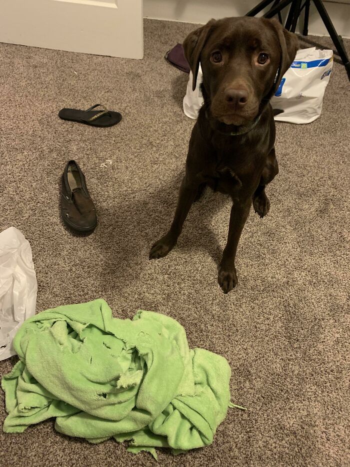 She Brought Me Her Blankie, One Of My Fiancé’s Shoes, And One Of My Shoes. Mom Has To Study, I Can’t Play With You, Sweet Girl