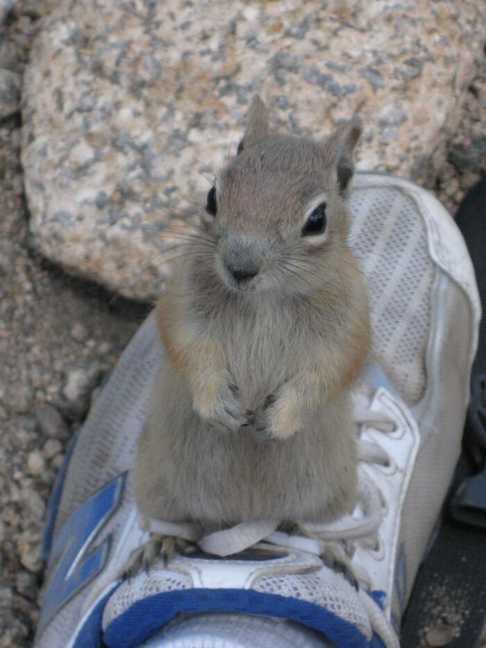 This Little Guy Was Sitting Patiently On My Shoe When I Took A Break From Hiking In Colorado