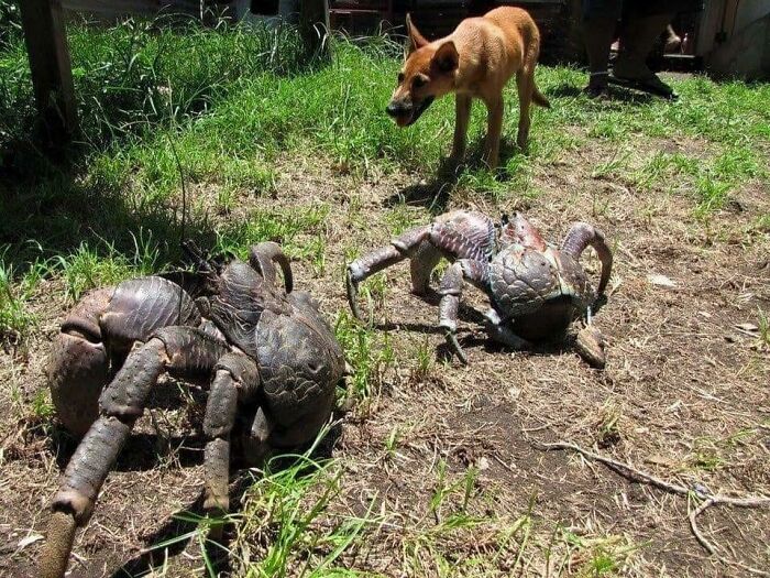 Found In Guam, Coconut Crabs Are Also Known As Robber Crabs Because They Will Go Into People's Houses And Steal Their Stuff