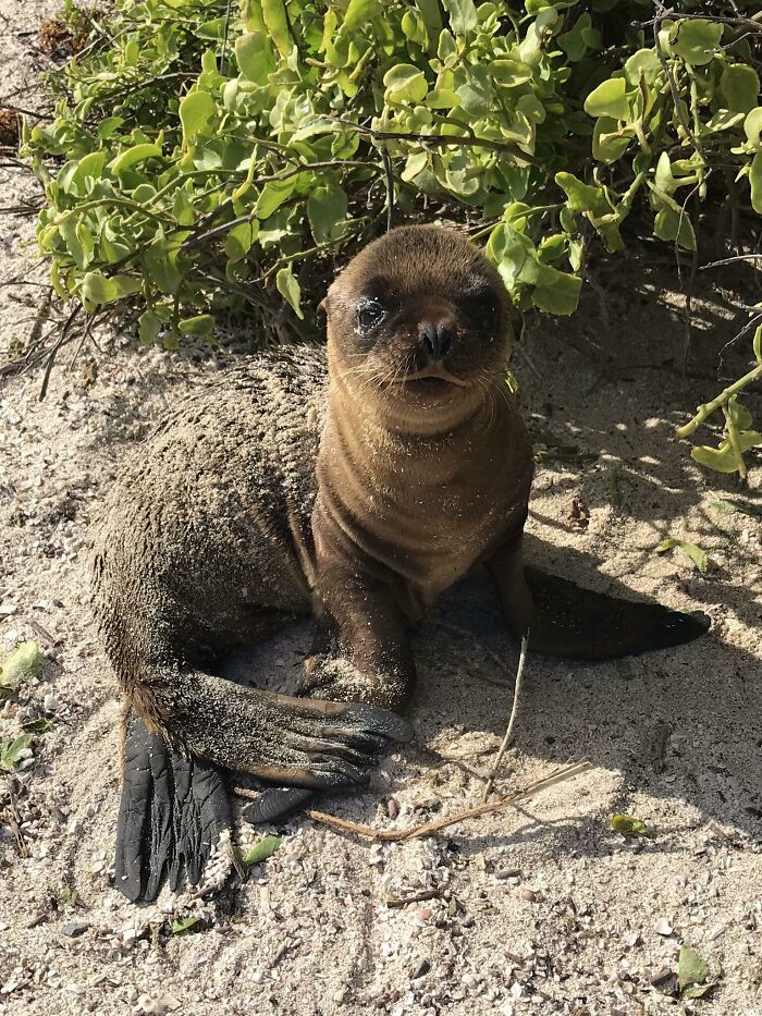 Found This Guy In The Galápagos