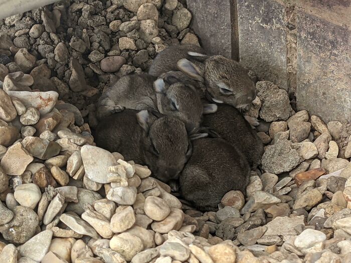 Found Some Baby Bunnies Next To My Office Today