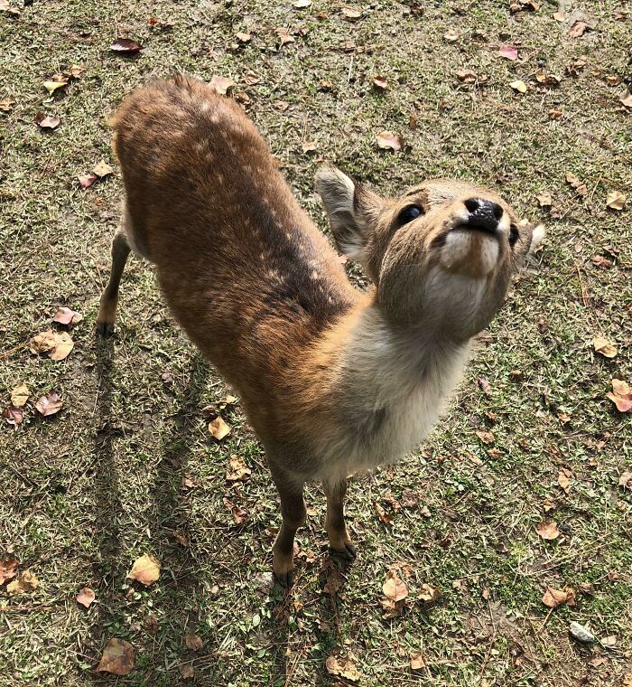 Found Bambi In Japan