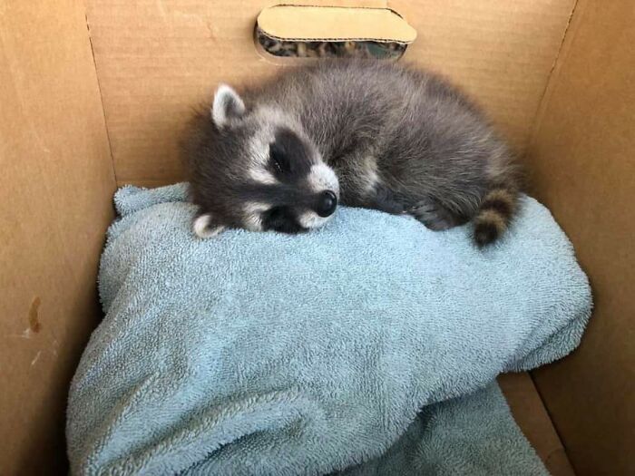 Friend Found A Baby Raccoon In Their Garage, They're In Contact With The Local Wildlife Rehabilitation Center. Just A Cutie