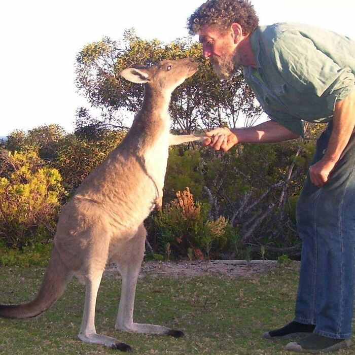 Mi padre vive solo en la selva australiana y cuida de una familia de canguros salvajes. Hoy me ha enviado esta foto