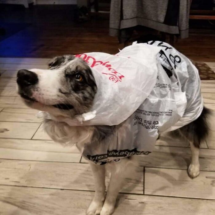My Dog Chases Coyotes But Won't Go Pee In The Rain Unless I Cover Her With Plastic Bags