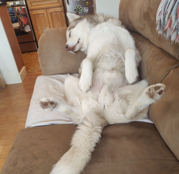 Just A Normal Afternoon Nap